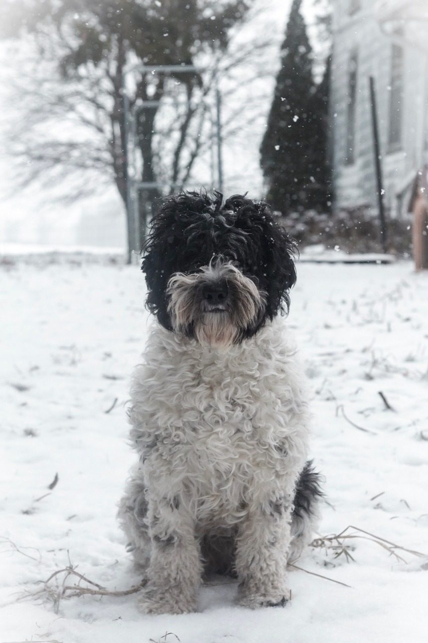 Aussiedoodle