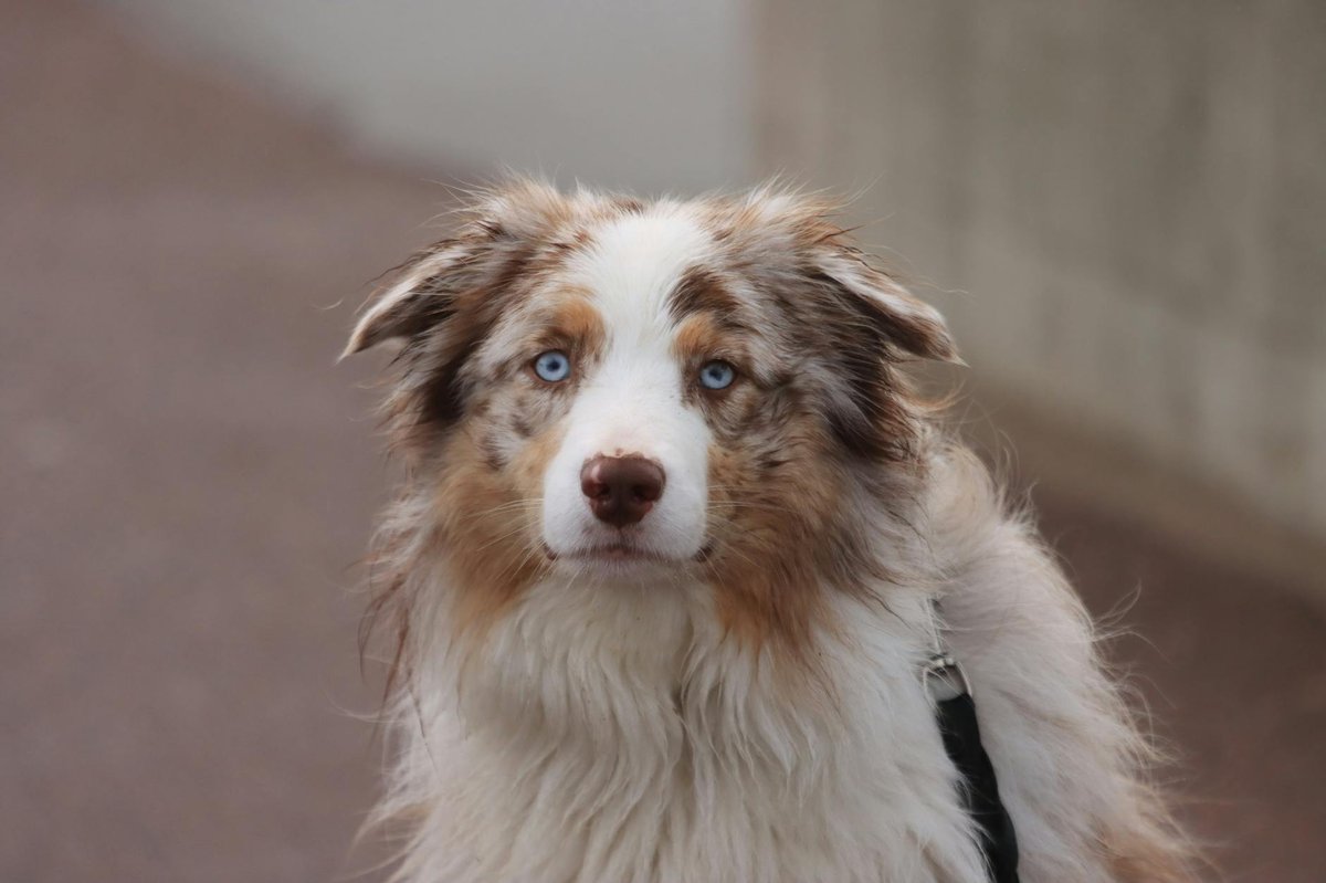 Australian Shepherd