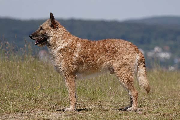 Belgian Laekenois
