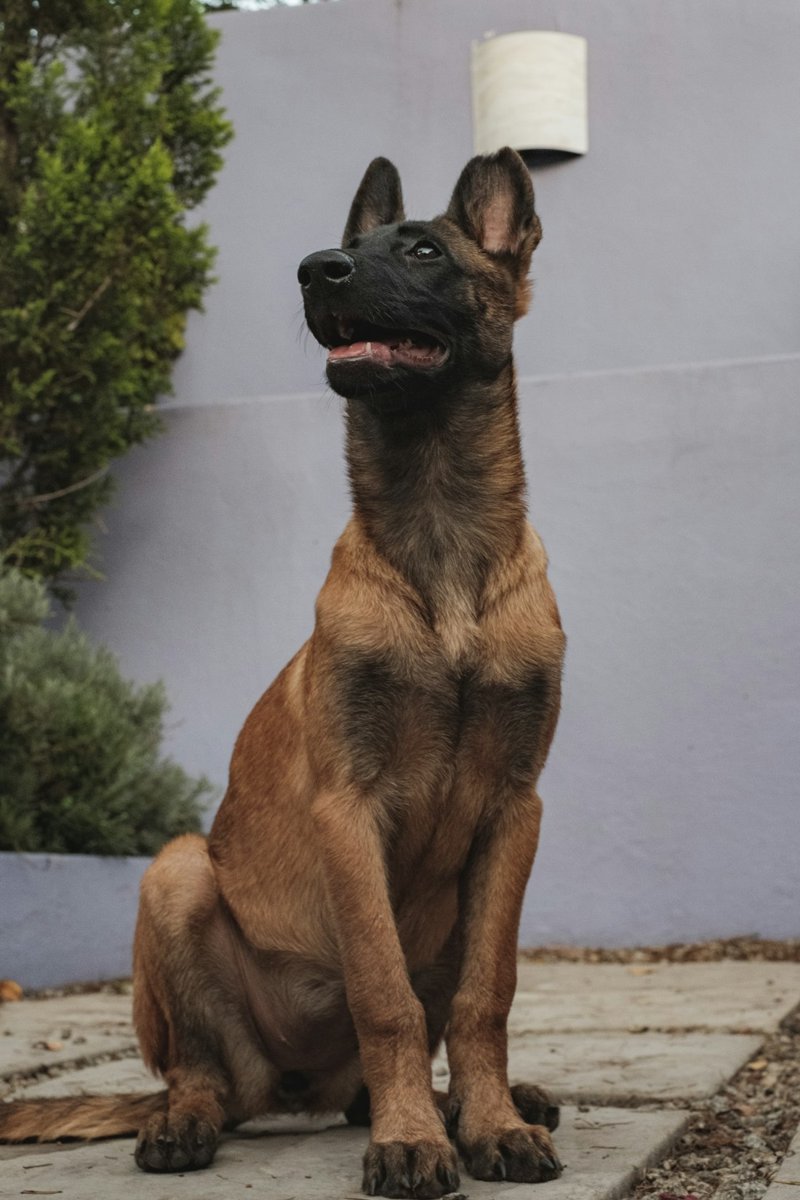 Belgian Malinois grooming