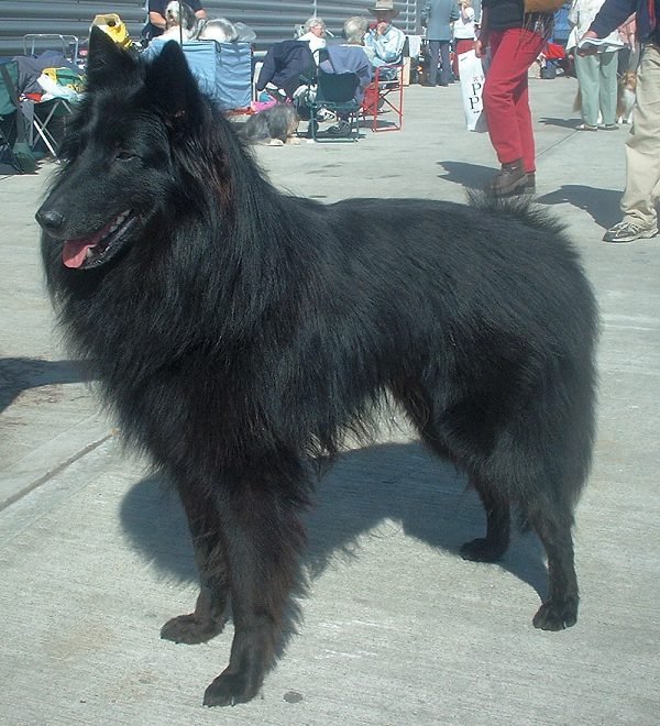 Belgian Sheepdog grooming