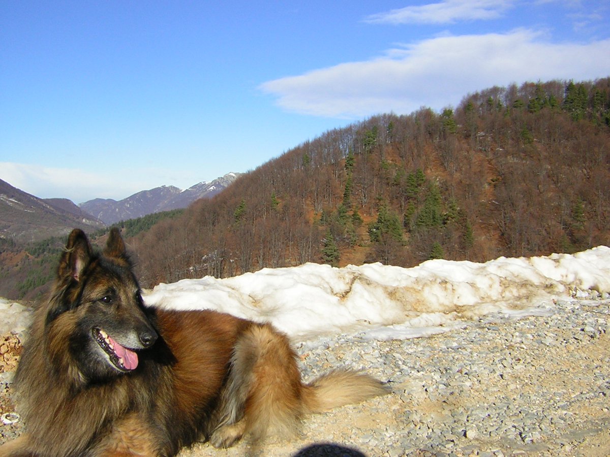 Belgian Tervuren grooming
