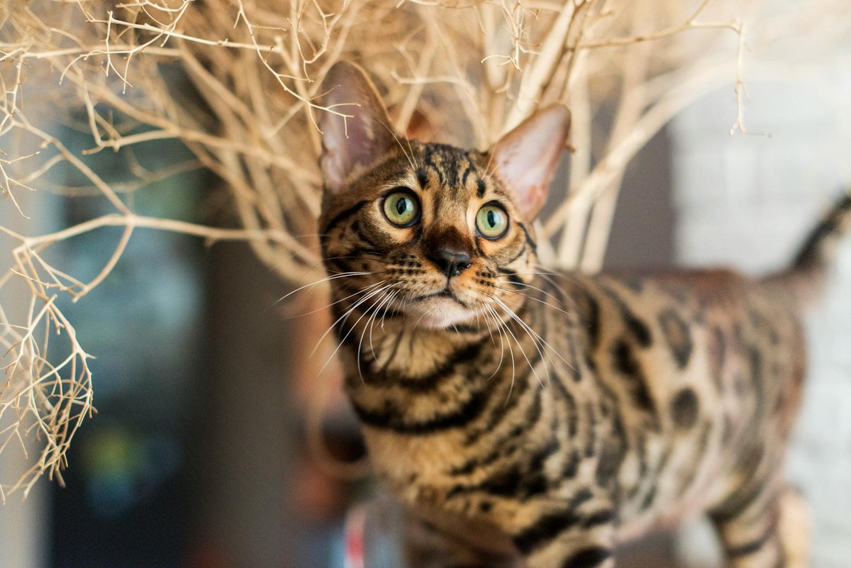 Bengal grooming