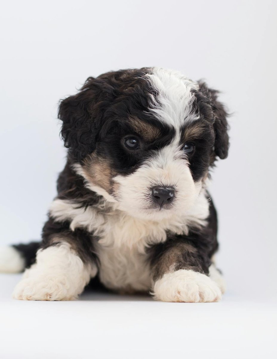 Bernedoodle