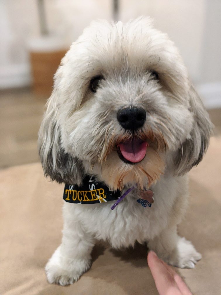 Bichon Frise