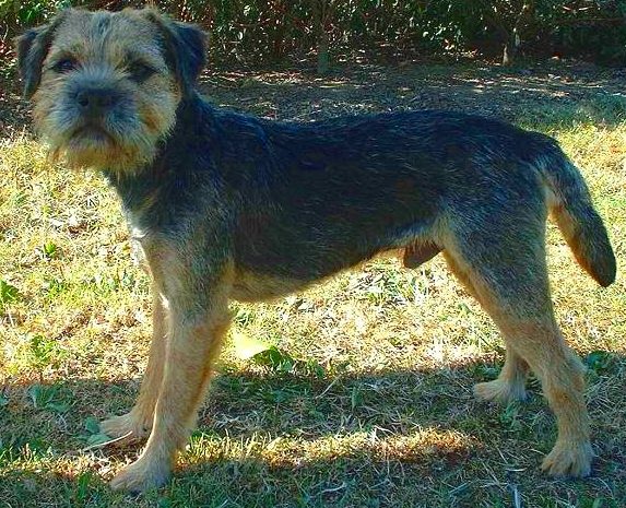 Border Terrier grooming
