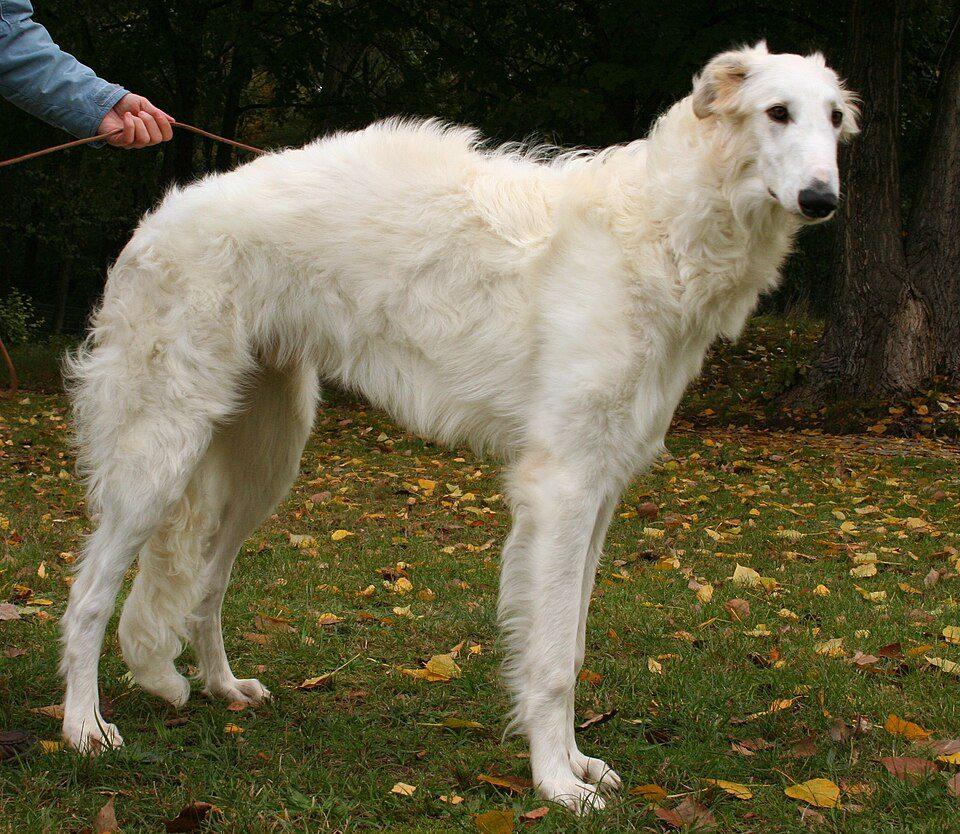 Borzoi grooming