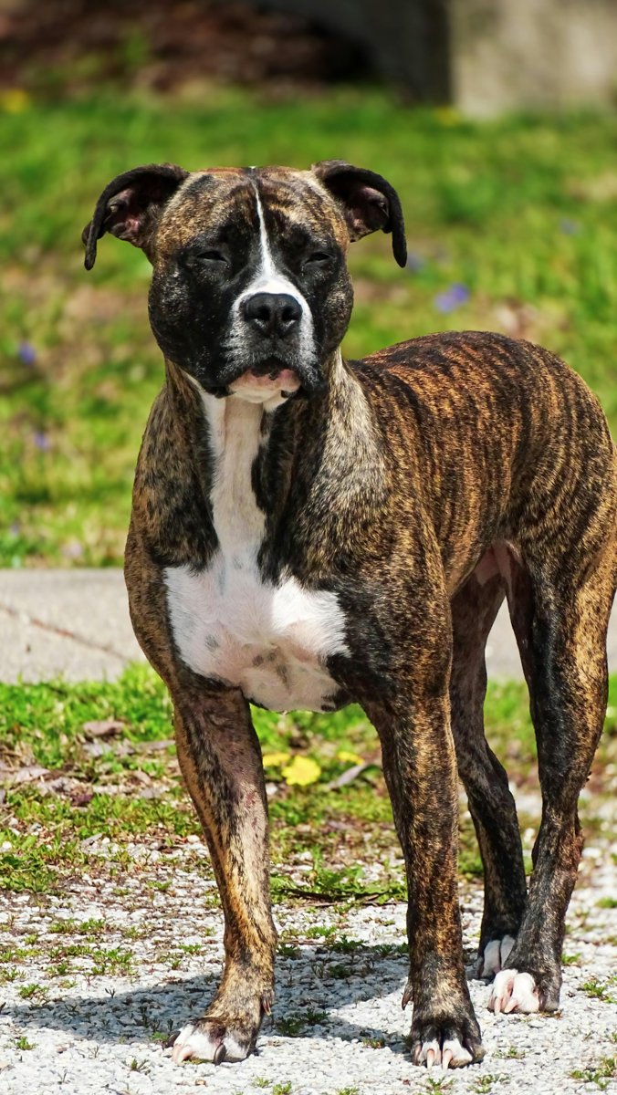 Boxador grooming