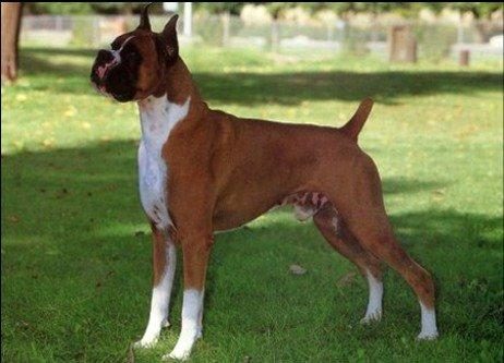 Boxer