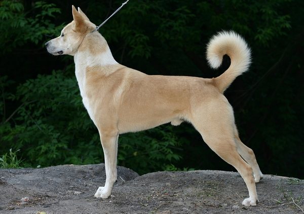 Canaan Dog grooming