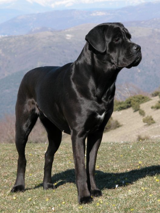 Cane Corso grooming