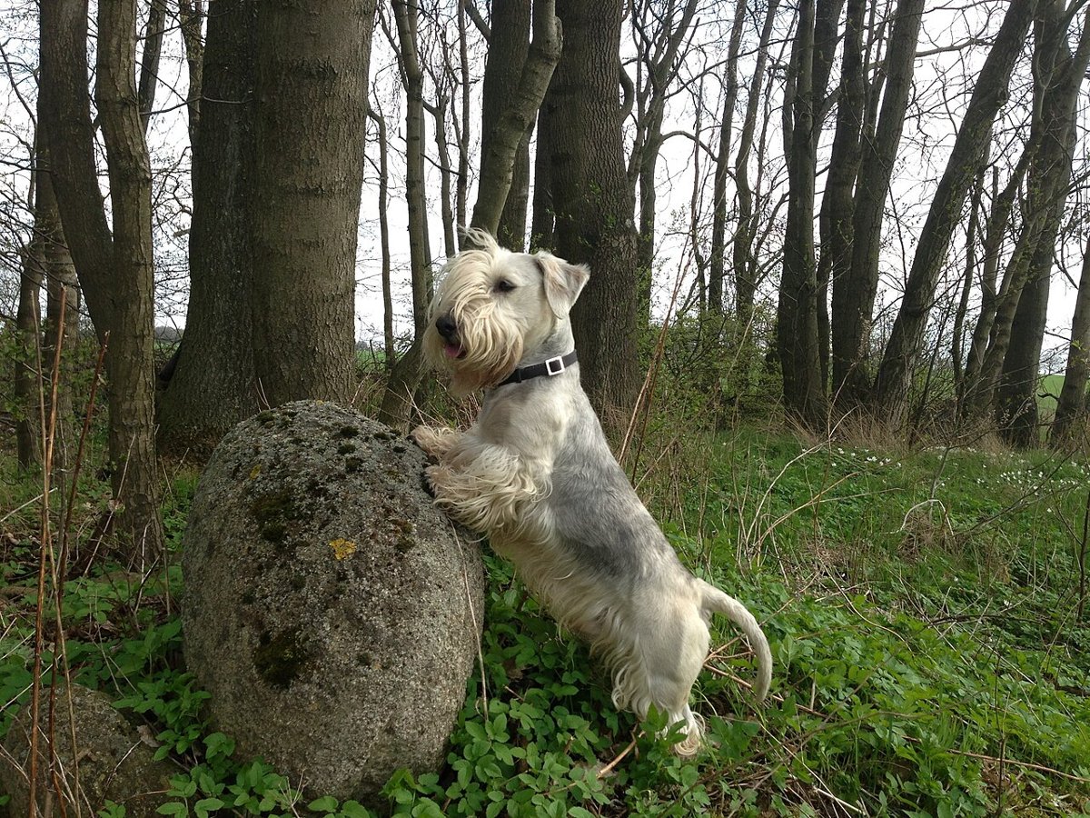 Cesky Terrier