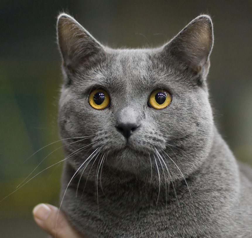 Chartreux grooming