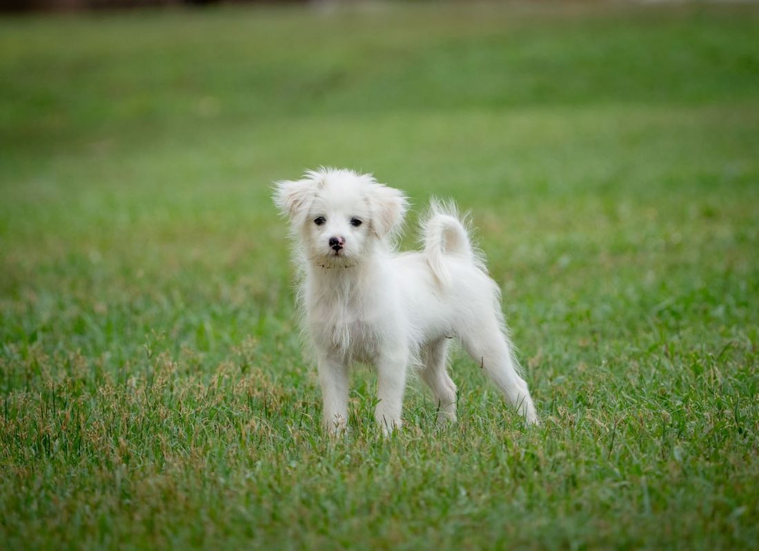 Chipoo grooming