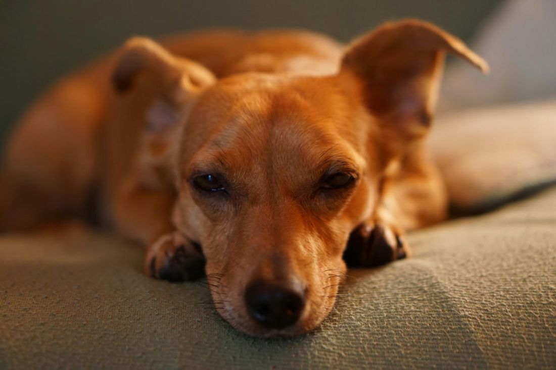 Chiweenie grooming