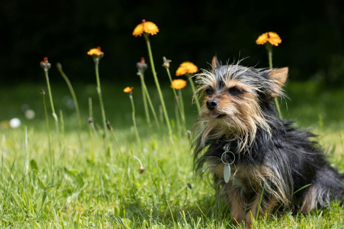 Chorkie grooming