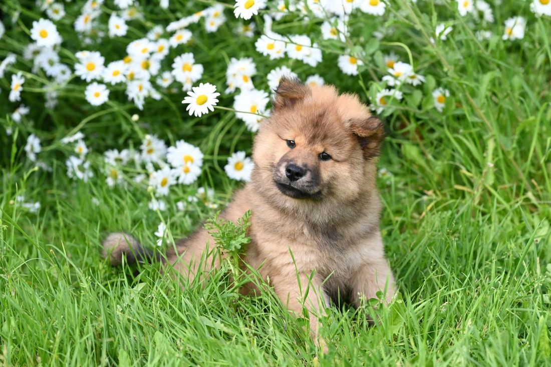 Chusky grooming