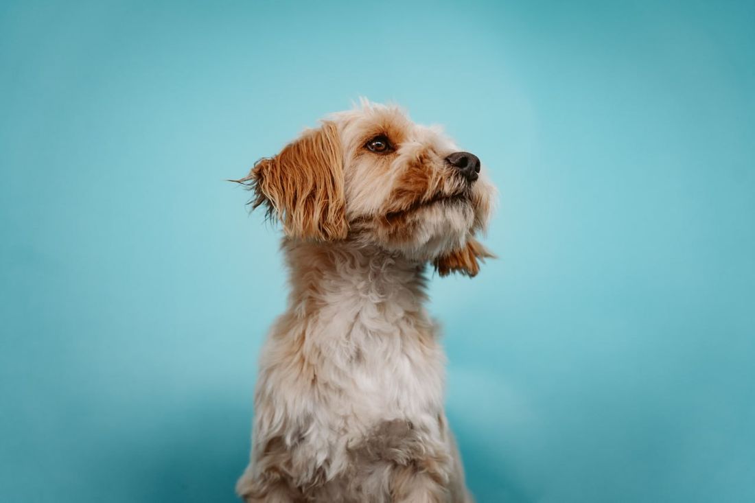 Cockapoo grooming