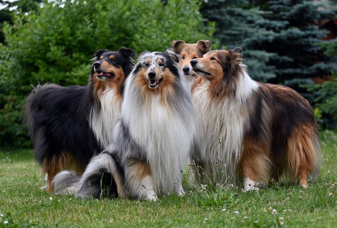 Collie