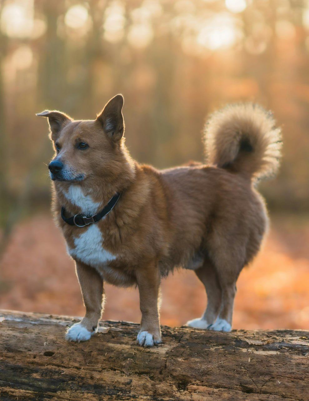 Corgidor grooming