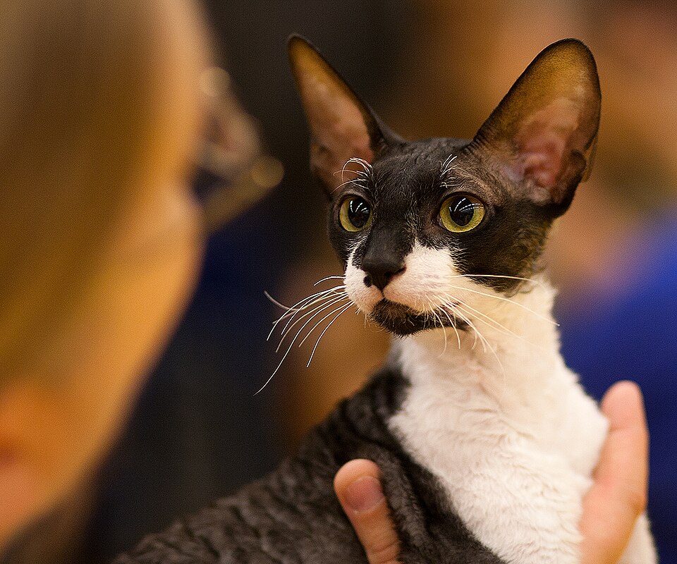 Cornish Rex grooming
