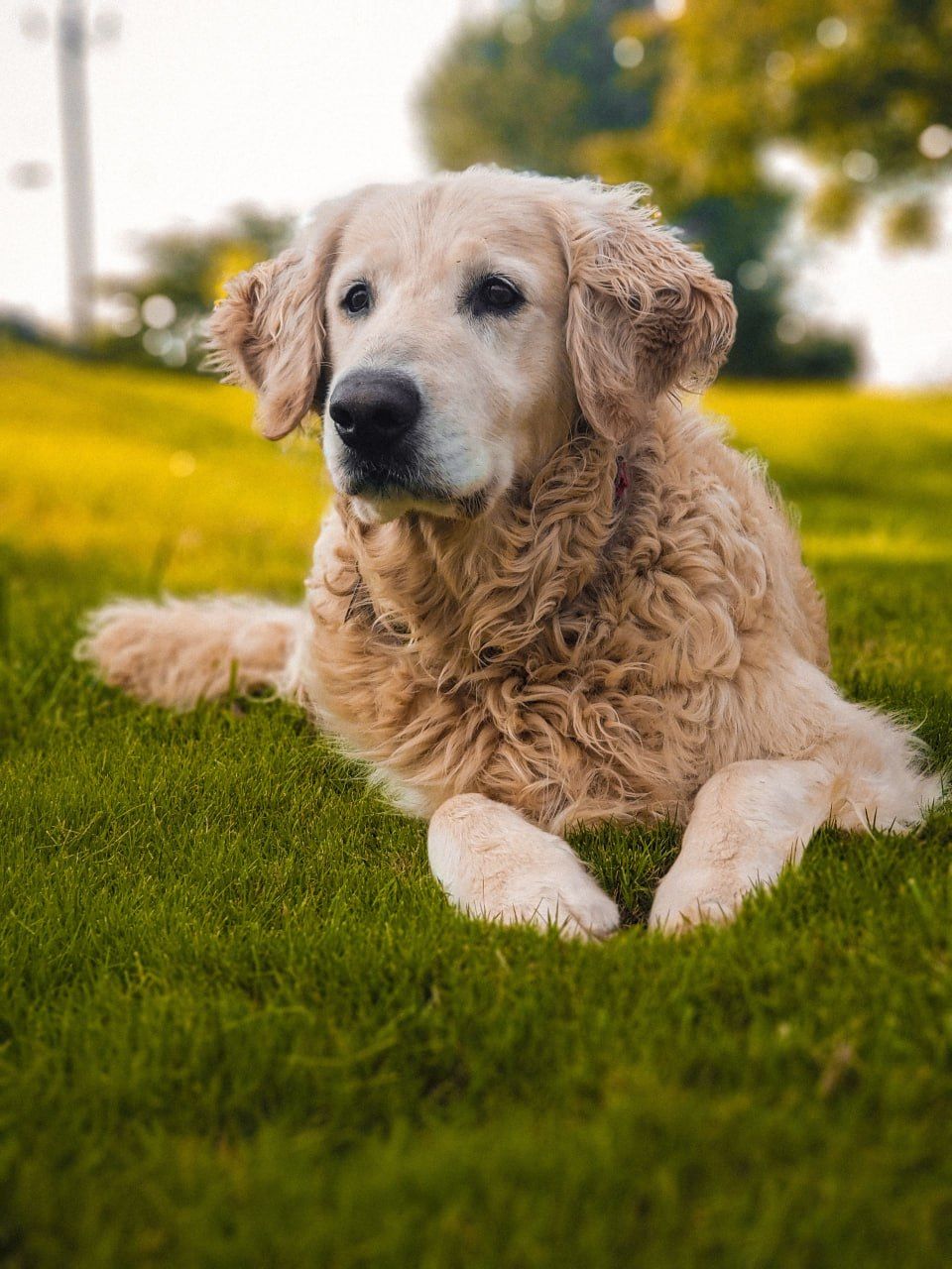 Curly-Coated Retriever grooming