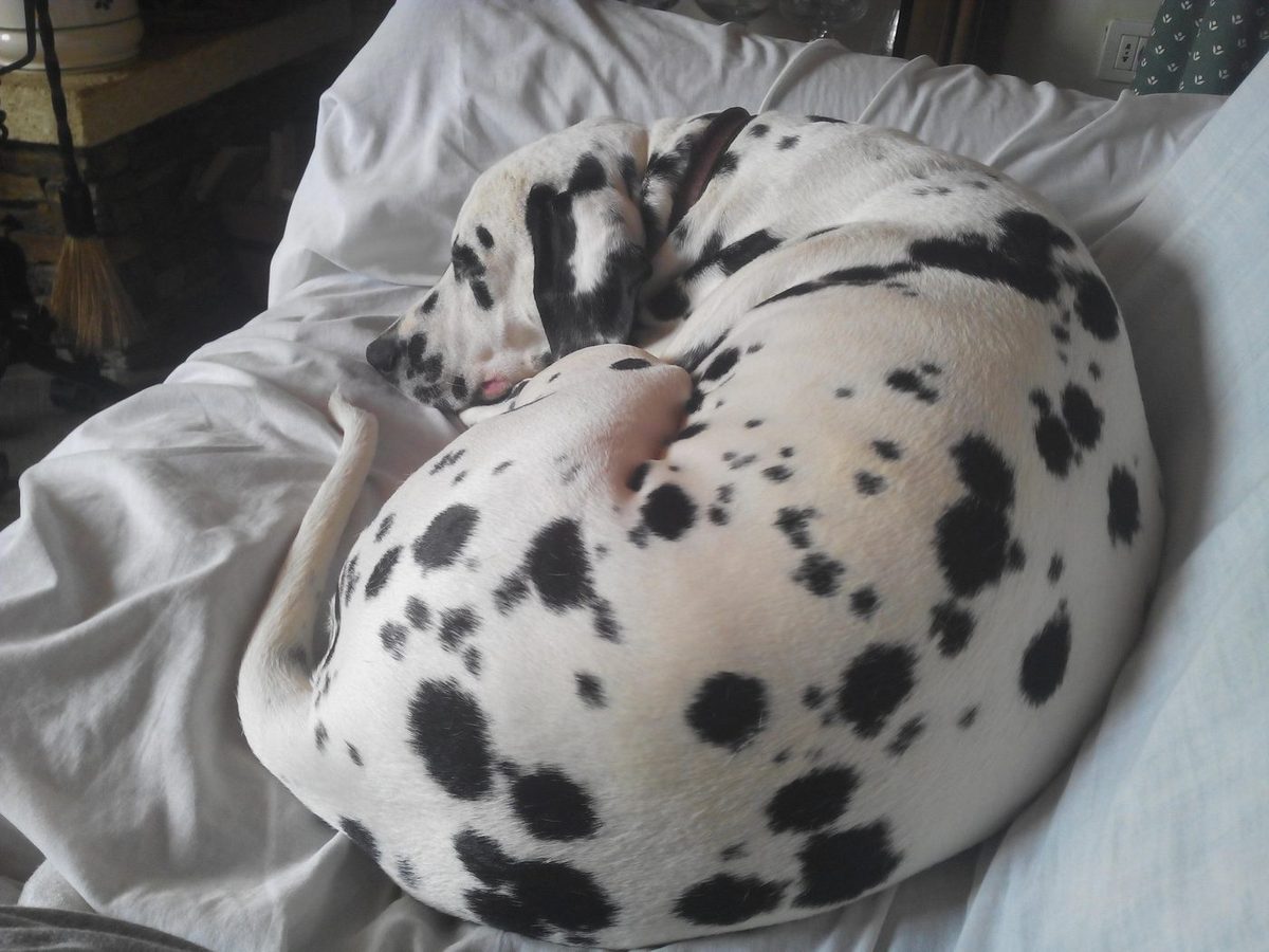 Dalmatian