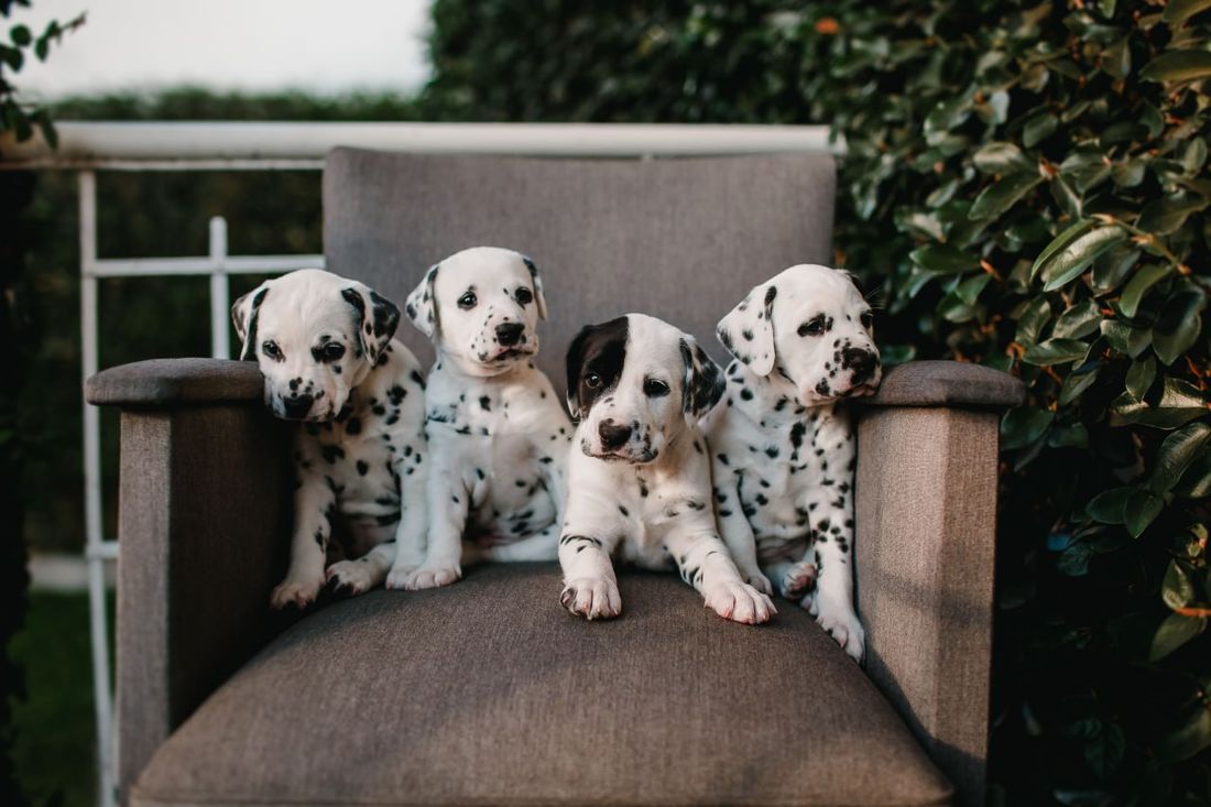 Dalmatian grooming