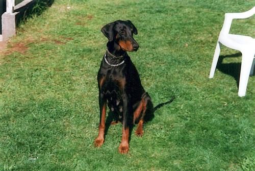 Doberman Pinscher grooming