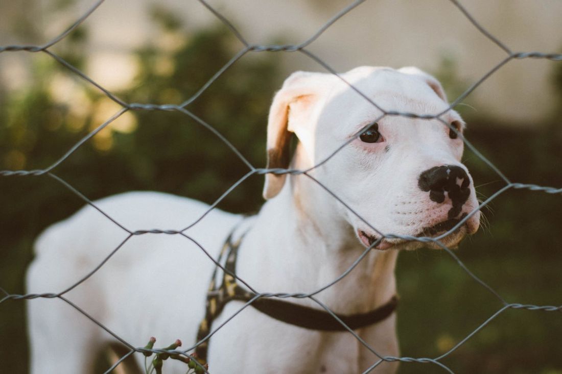Dogo Argentino grooming