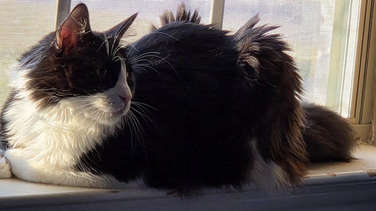 Domestic Longhair grooming