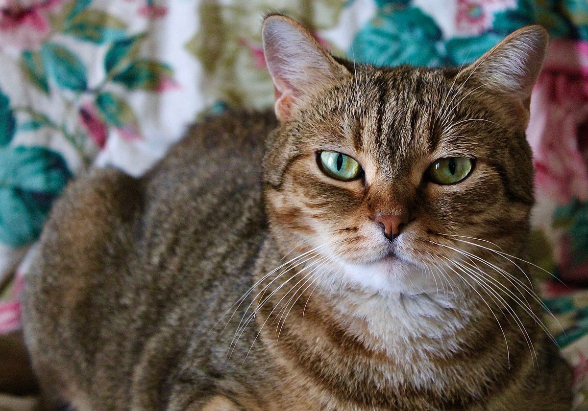 Domestic Shorthair
