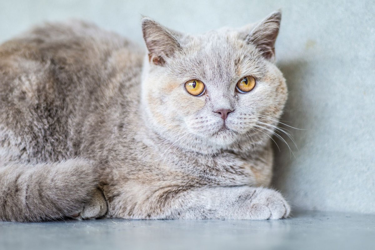 Domestic Shorthair