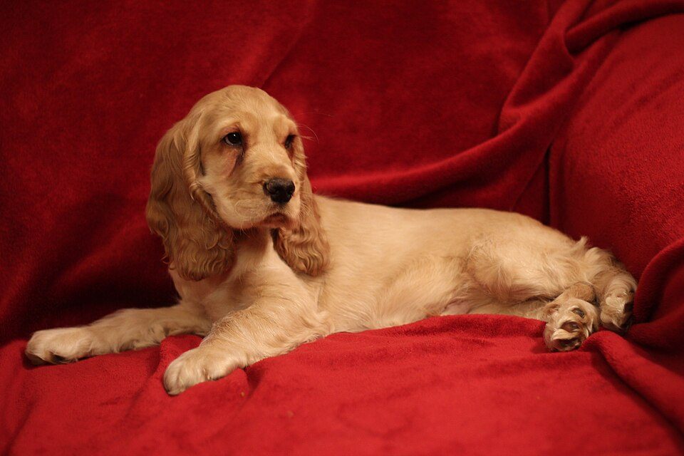 English Cocker Spaniel grooming