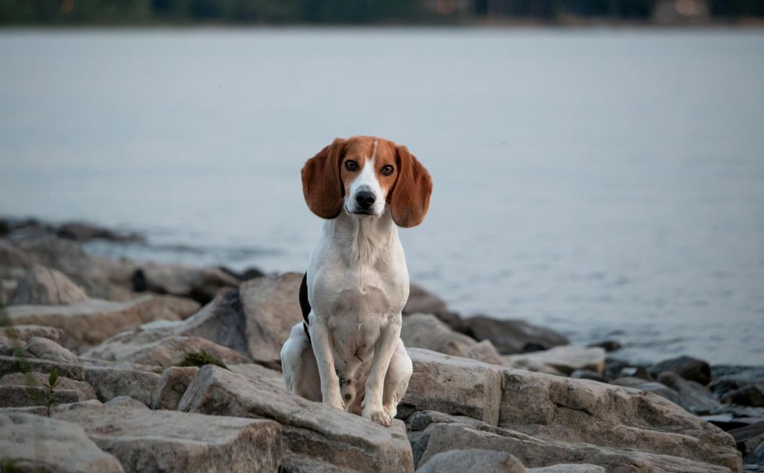 English Foxhound grooming