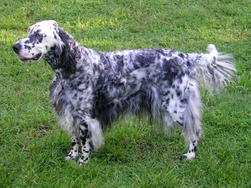 English Setter grooming