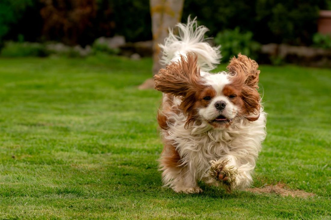 English Toy Spaniel