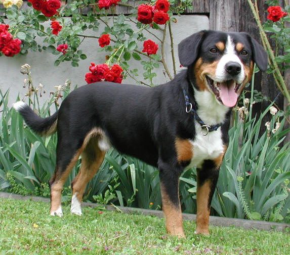 Entlebucher Mountain Dog grooming
