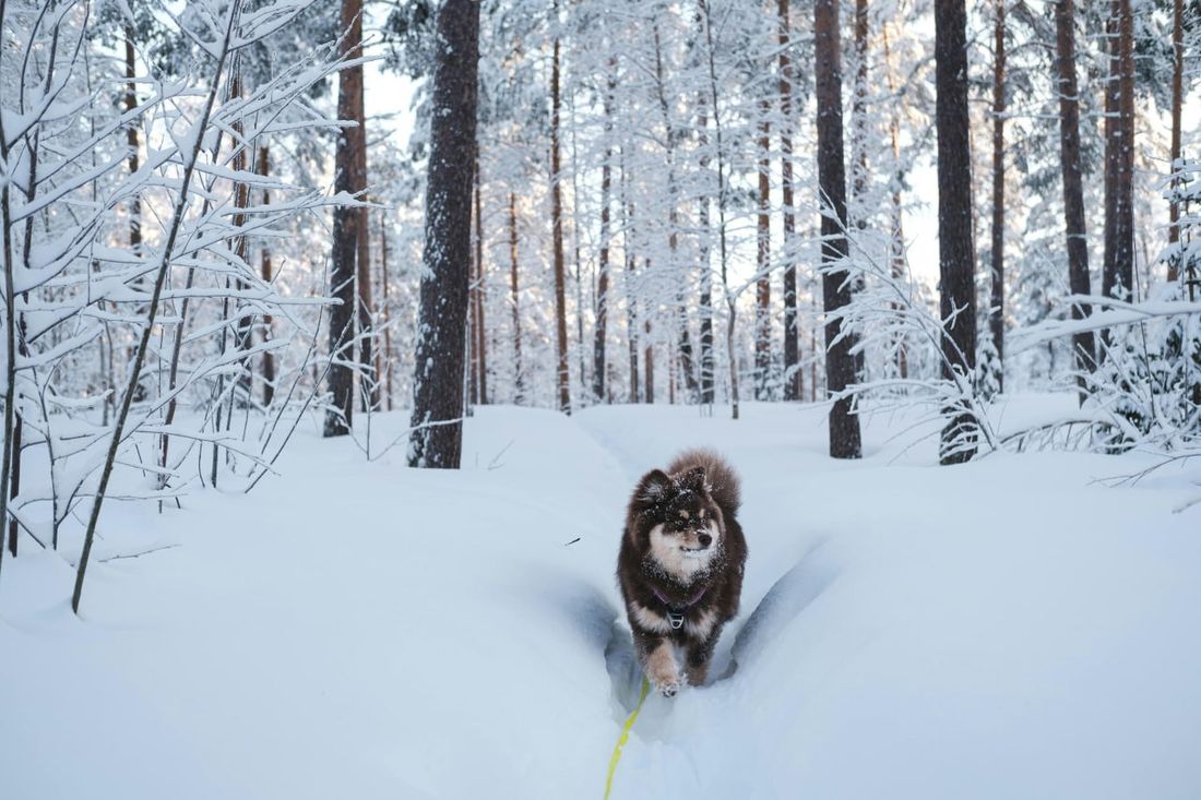 Finnish Lapphund