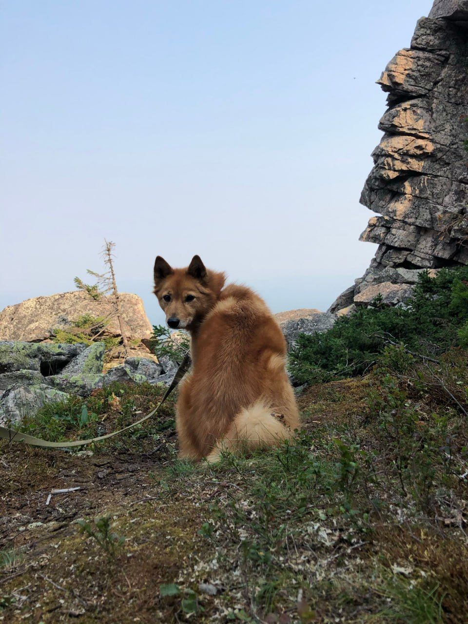Finnish Spitz