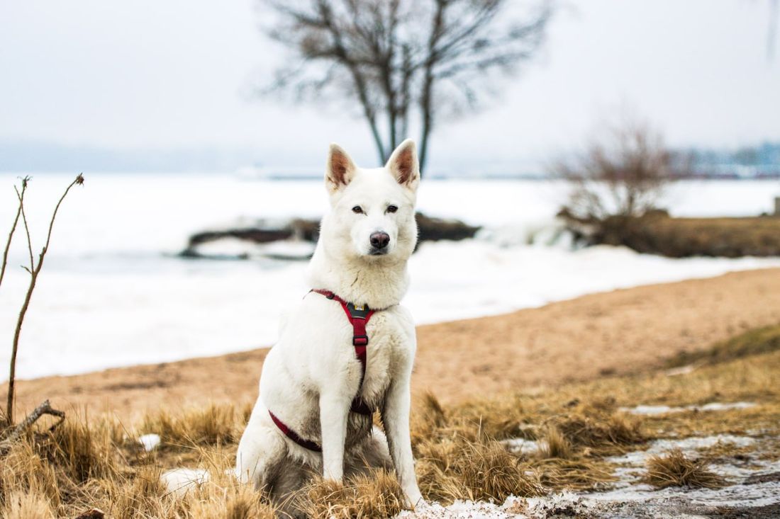 Finnish Spitz