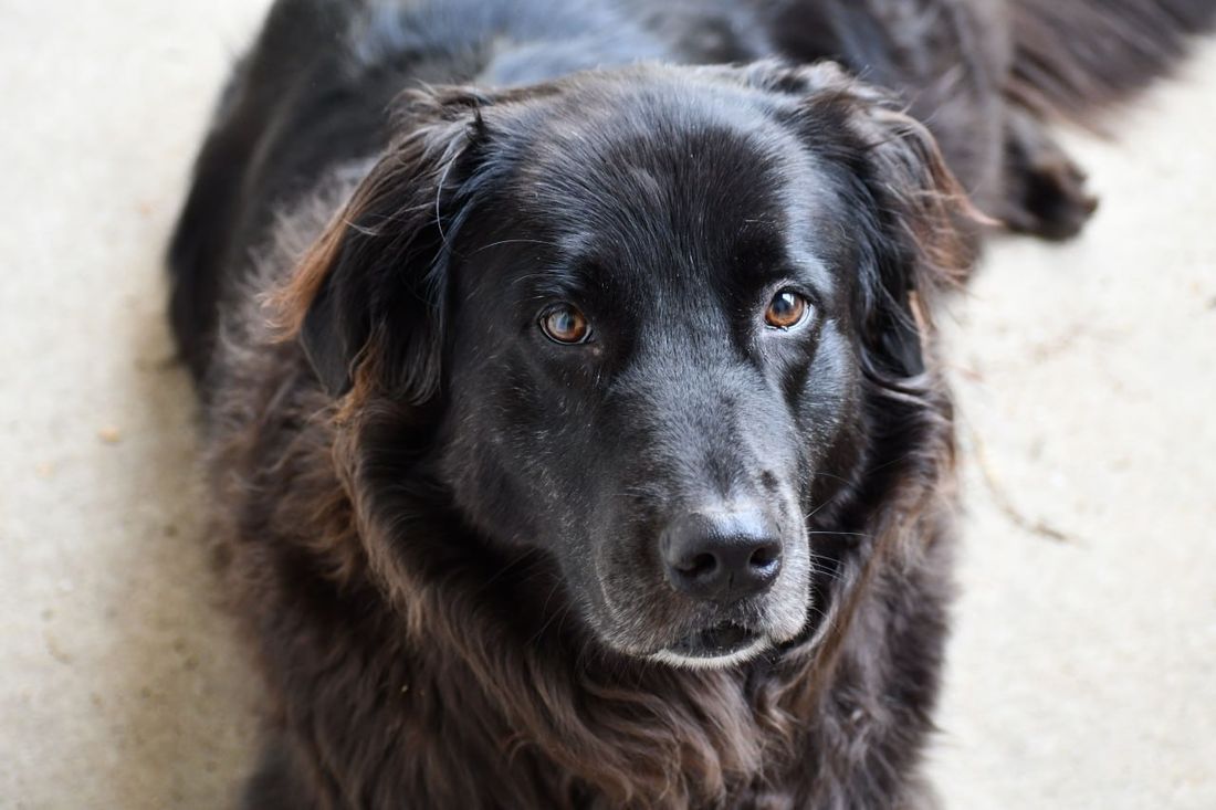 Flat-Coated Retriever grooming