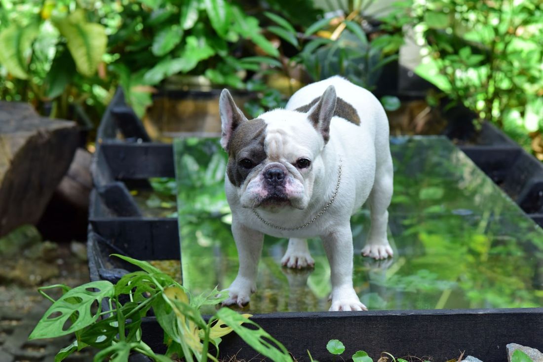 French Bulldog grooming