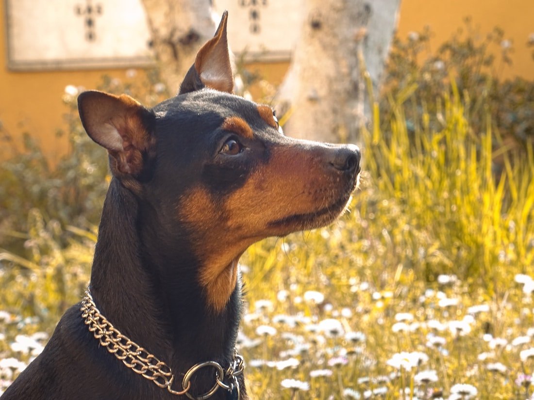 German Pinscher grooming
