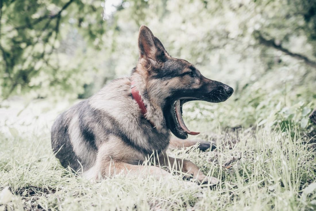 German Shepherd Dog