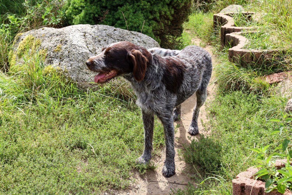 German Wirehaired Pointer grooming