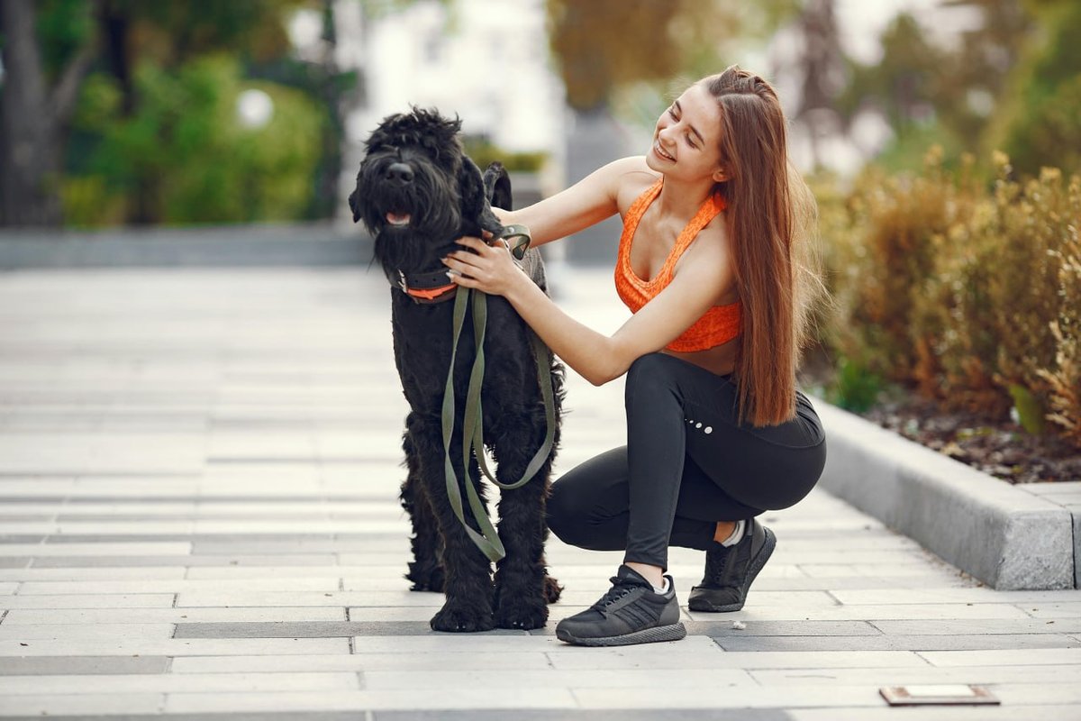 Giant Schnauzer grooming