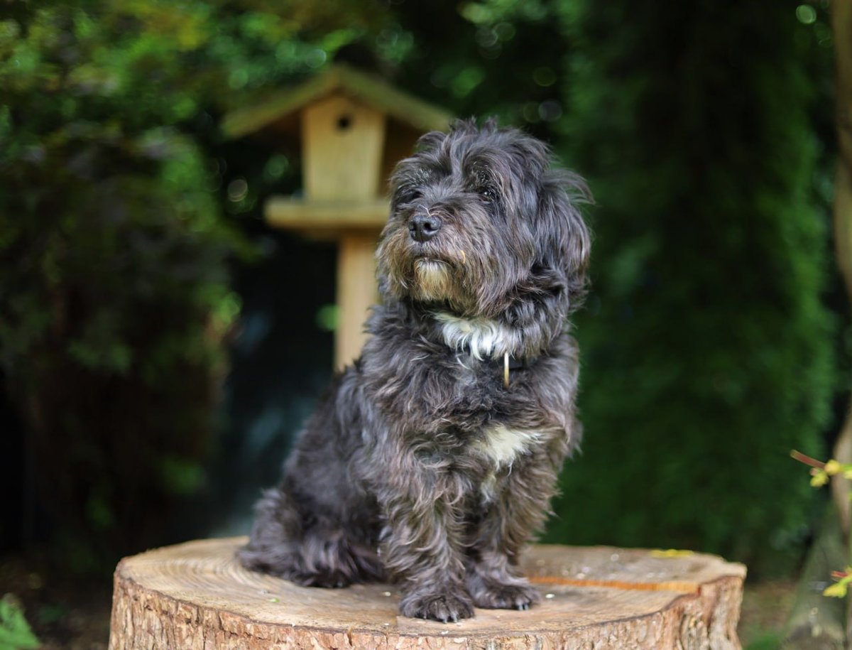 Glen of Imaal Terrier