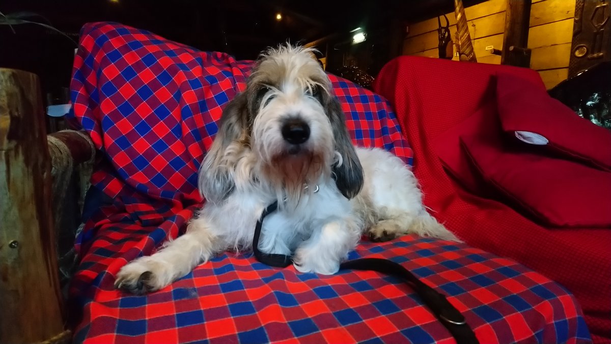 Grand Basset Griffon Vendeen grooming