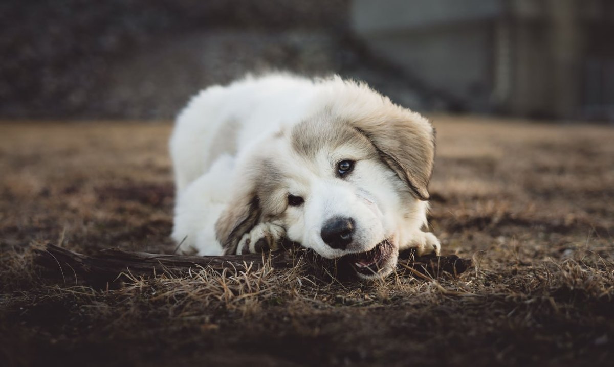 Great Pyrenees grooming